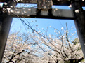 ４月　桜花見